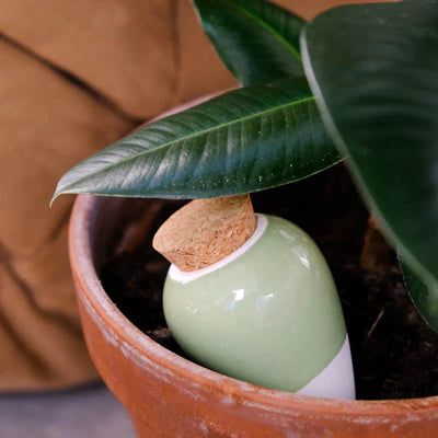 Olla - Vert